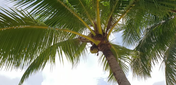 Coconut tree