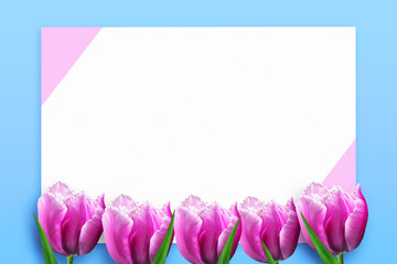 Beautiful pink tulips on a blue background. Copy space. Happy Women's Day, Mother's Day background.