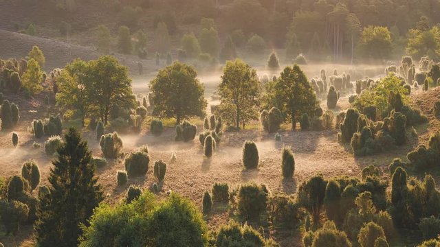 Heidelandschaft im Nebel / Heath Landscape in morning fog 