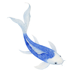 koi Carp fish Watercolor Painting ,Print Wall Art ,Hand painted.  koi Carp fish Illustration isolated on white background.