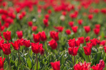 Red tulips plantation