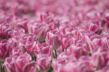 Pink tulips plantation