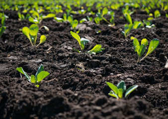 The green shoots of the seedlings emerge from the soil.