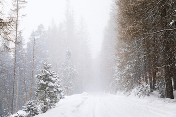 Fototapeta na wymiar The coniferous forest in mountains in snowstorm