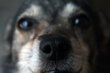 Wolf nose, dog nose