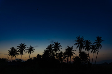 Naklejka premium silhouette of coconut trees during sunrise