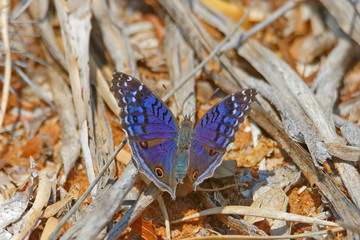 Junonia rhadama
