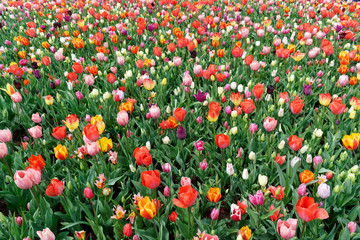 Blooming tulips in Keukenhof park in Netherlands, Europe