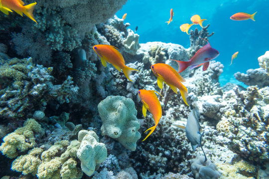 Underwater coral reef with group of tropical fish