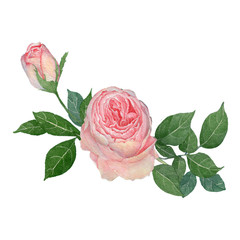 Naklejka premium rose flowers. rose flowers set. Watercolor hand painted botanical illustration of a rose .