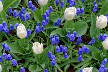 Blooming tulips in Keukenhof park in Netherlands, Europe