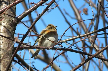 Brambling bird on tree against blue sky
