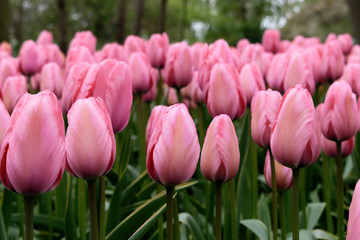 Fototapeta premium Blooming tulips in Keukenhof park in Netherlands, Europe