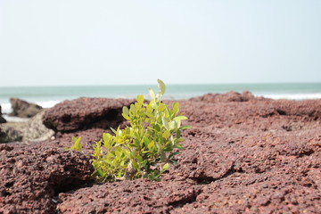  Life through
