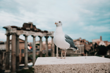 Rome. Seagull in Rome overlooking the Roman Forum.