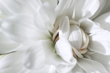 Fototapeta na wymiar White Chrysanthemum flower close-up, Mothers Day, greeting card