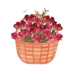 Flowers in wicker basket. Watercolor hand painted botanical illustration of a Flowers in wicker basket.