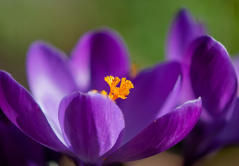 Fototapeta premium Krokusblüten lilafarben/violett in der Sonne