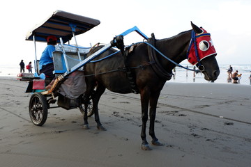 horse carriage on the beach