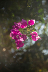 pink flowers in garden