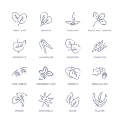 set of 16 thin linear icons such as falcate, ovate, palmatelly, ginkgo, pedunculate, cordate, straberry leaf from nature collection on white background, outline sign icons or symbols