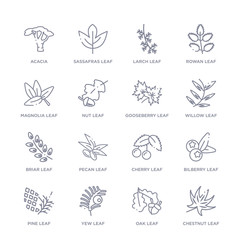 set of 16 thin linear icons such as chestnut leaf, oak leaf, yew leaf, pine bilberry cherry pecan leaf from nature collection on white background, outline sign icons or symbols