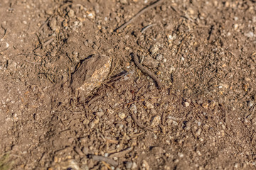 Detailed view of a grasshopper camouflaged in the ground, small sticks and stones