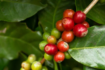 Red and green coffee berries closeup on a branch at the coffee plantation. Doi Suthep, Chiang Mai, Thailand.