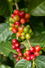 Red and green coffee berries on a branch at the coffee plantation. Doi Suthep, Chiang Mai, Thailand.