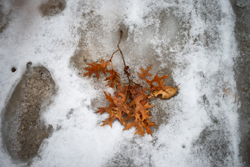 fall leaves in snow