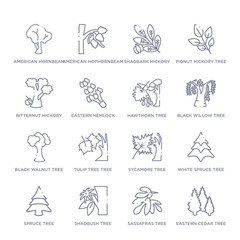 set of 16 thin linear icons such as eastern cedar tree, sassafras tree, shadbush tree, spruce white spruce sycamore tulip tree tree from nature collection on white background, outline sign icons or