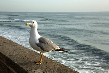 Gaviota posada al lado del mar.