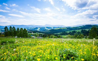Fototapeta premium Blooming valley in the Carpathians