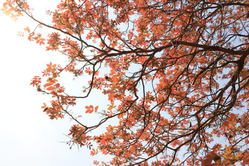 Tree and leaves in autumn