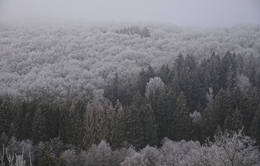 Obraz na płótnie Canvas Landscheidter Wald im Frost