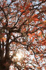 Tree and leaves in autumn