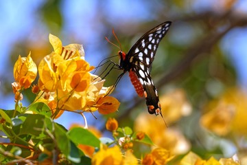 Madagaskar Riesen Schwalbenschwanz an Bougainvillea