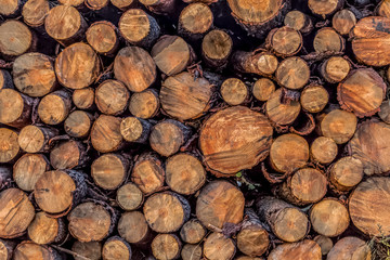 View of various pine logs in sawing, pile stacked in stock outdoors, textured cutting area
