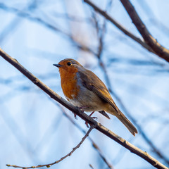 Fototapeta premium Robin perched in tree