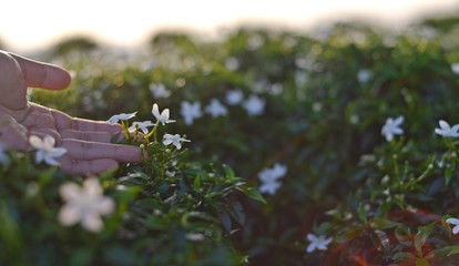 Hand touch a blooming white flower at the garden.