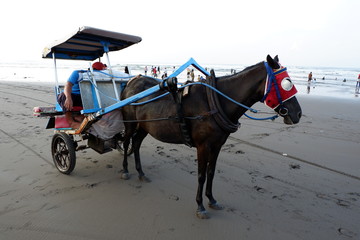 horse carriage on the beach