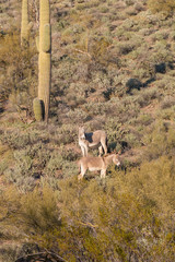 Wild Burros in the Arizona Desert