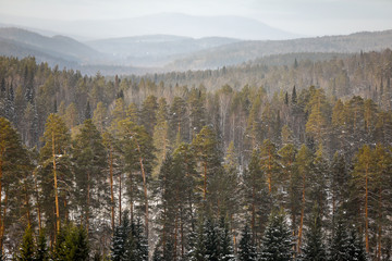 mountains covered with forests in winter