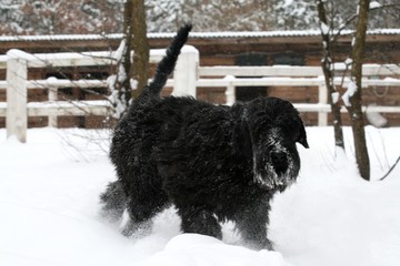 portrait of a giant  schnauzer during a snowfall in the ranch