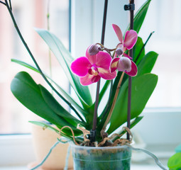 Home orchid in pot standing on window-sill