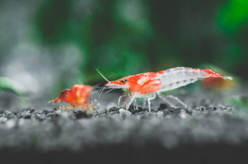 Red sakura shrimp Neocaridina davidi in green in freshwater aquarium