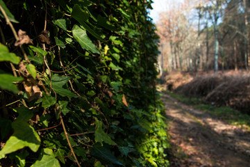 Folhas verdes pendendo num muro na floresta