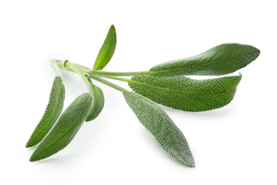 Fresh Sage Sprig Isolated On White.