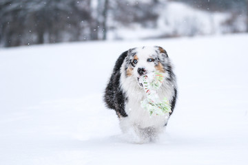 A picture of running australian shepherd during winter. He really enjoys this. He is holding the rope in his mouth. 