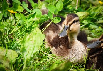 Pretty duckling on the lake